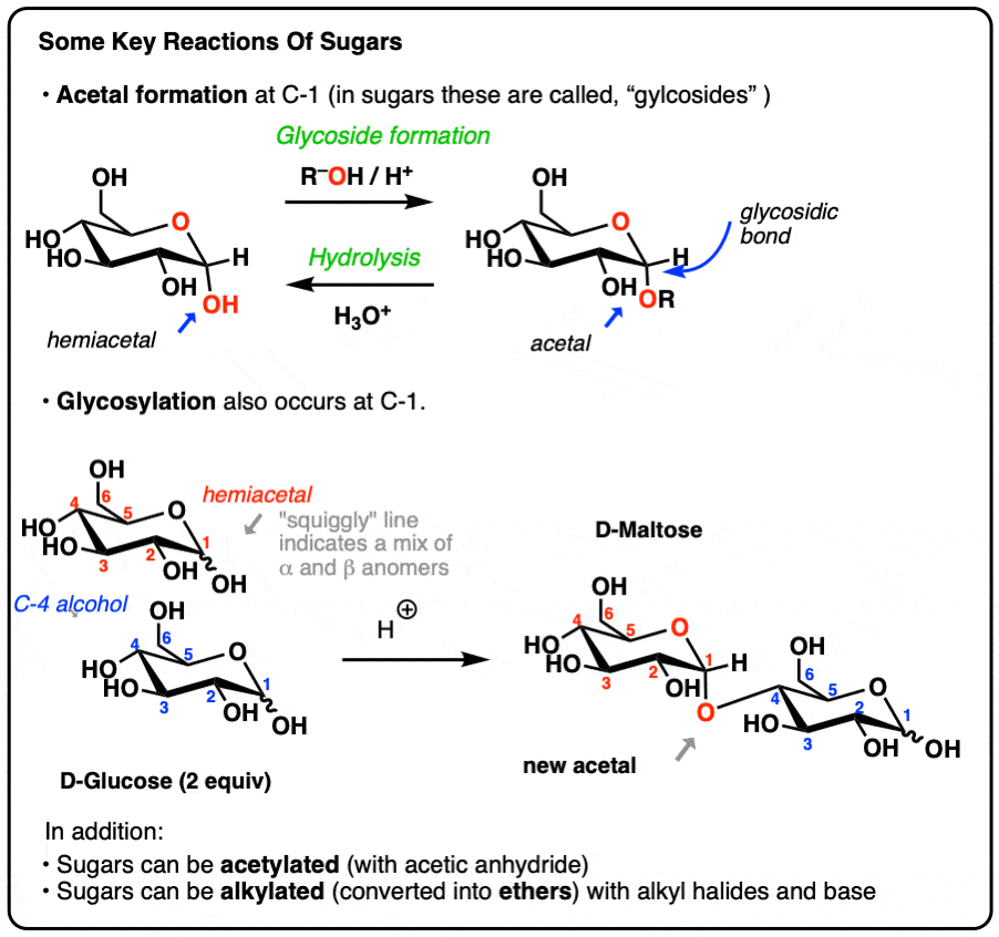 Some key reactions of sugars glycosylation acetal hydrolysis alkylation acetylation