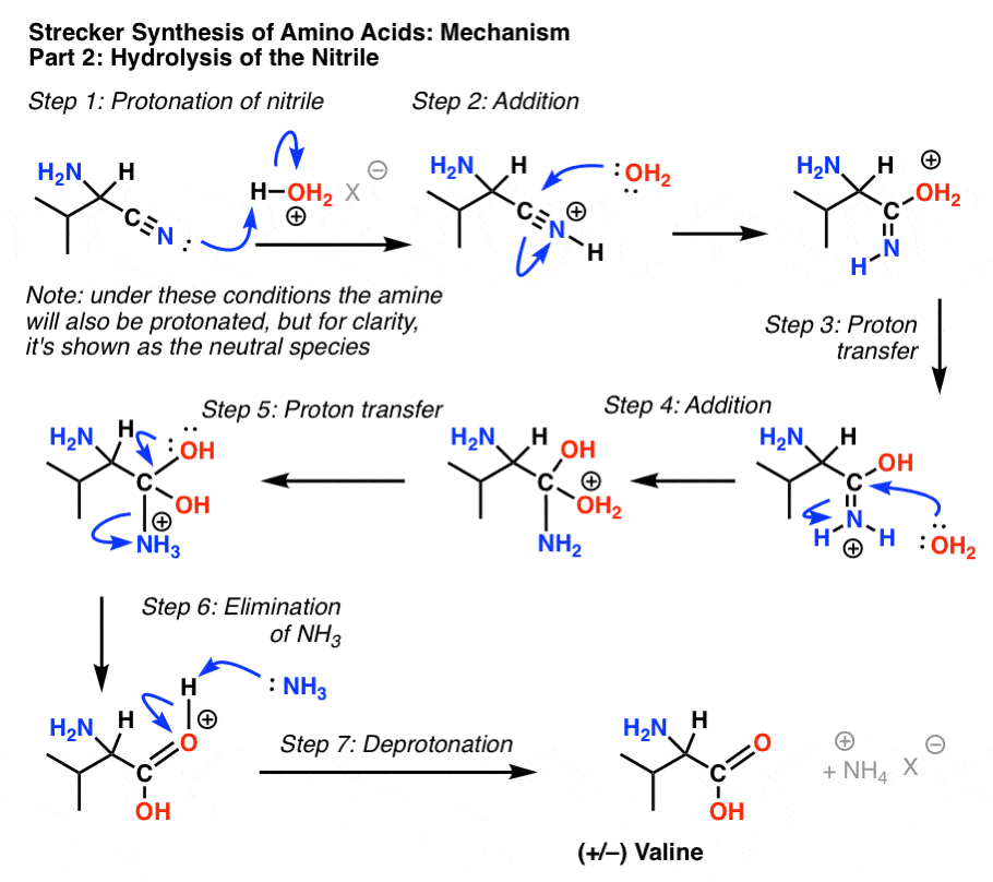 mechanism of strecker synthesis part 2 hydrolysis of nitrile