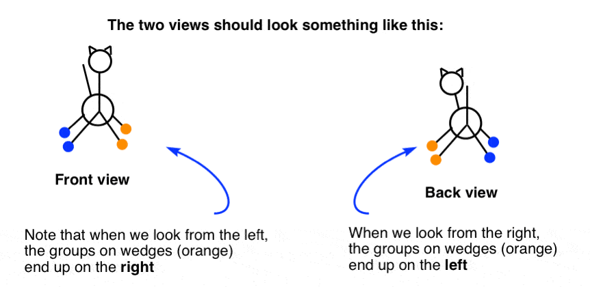 two views of cat from front and back convert cat line to newman projection