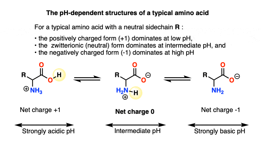 three ph dependent structures of a typical amino acid - conjugate base