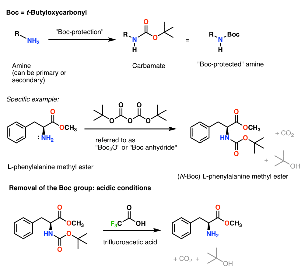 installation and removal of boc t-butyloxycarbonyl nitrogen protective group