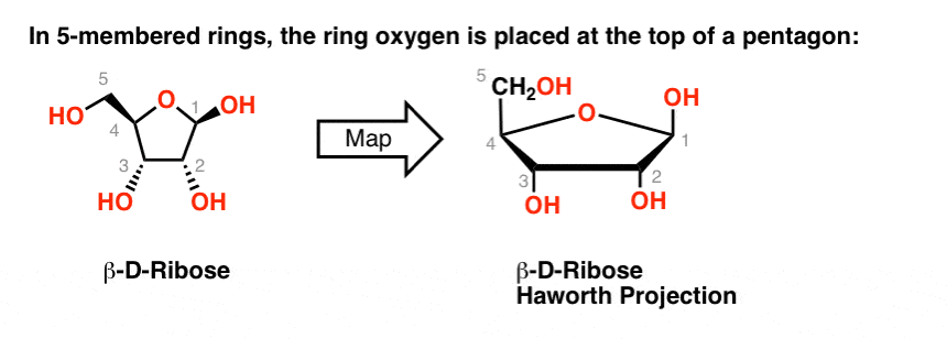 -in-five-membered-haworth-projections-the-oxygen-is-placed-at-the-top-of-a-pentagon