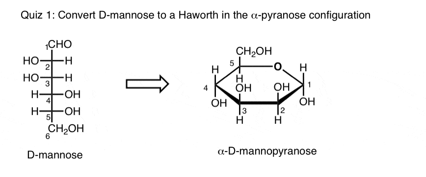 quiz-answer-for-mannose-to-haworth-projection