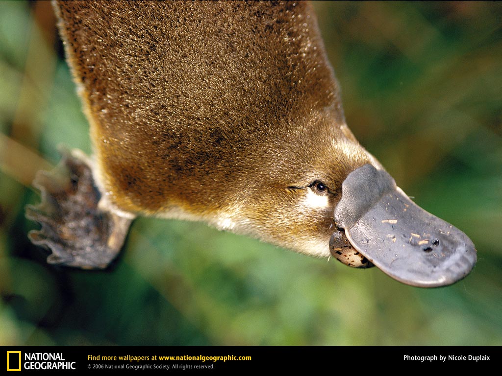 1-platypus