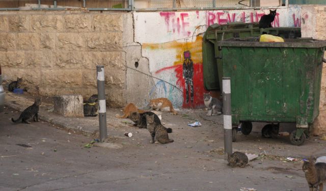 jerusalem-cats-hanging-out-at-a-dumpster