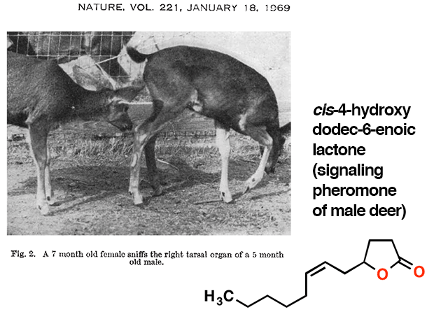 deer tarsal gland pheromone structure