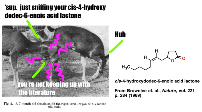 sniffing deer tarsal gland pheromone